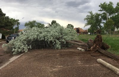 30 foot tree downed!